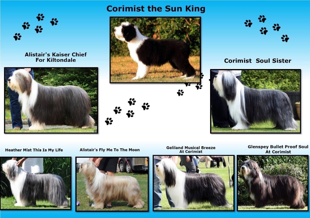 CH. corimist The sun king