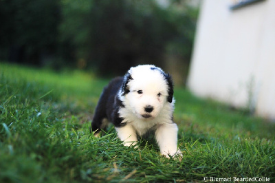 Véritable Petit Ourson