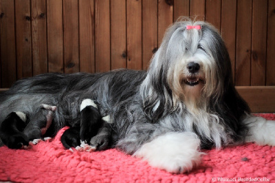 Blumaci - Bearded Collie - Portée née le 04/09/2024