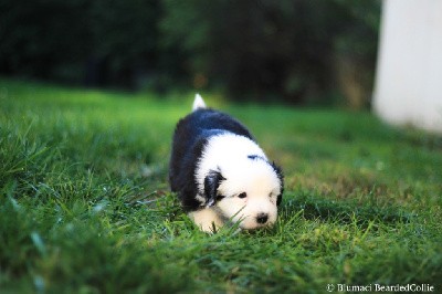 Véritable Petit Ourson