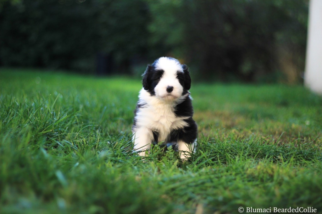 Blumaci - Chiot disponible  - Bearded Collie