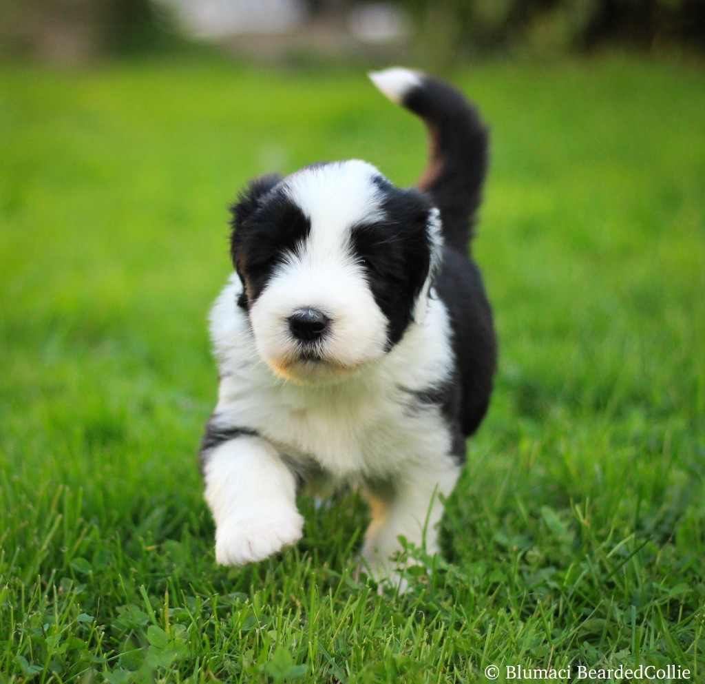 Blumaci - Chiot disponible  - Bearded Collie