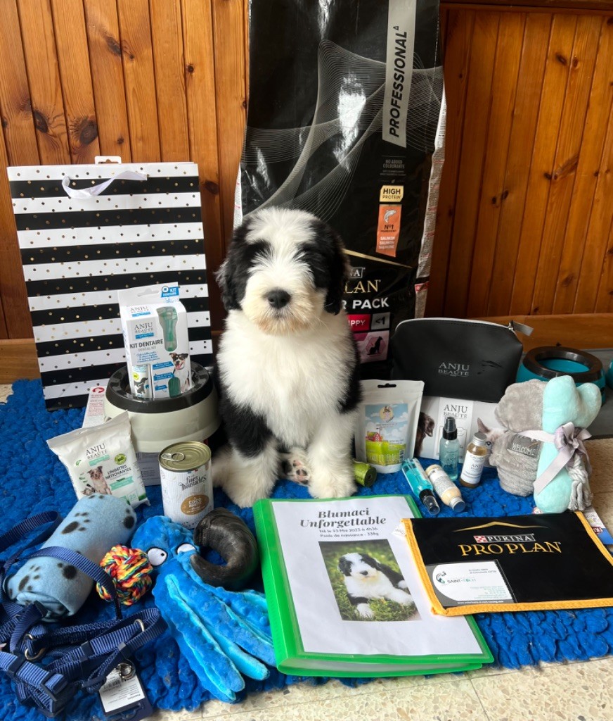 chiot Bearded Collie Blumaci