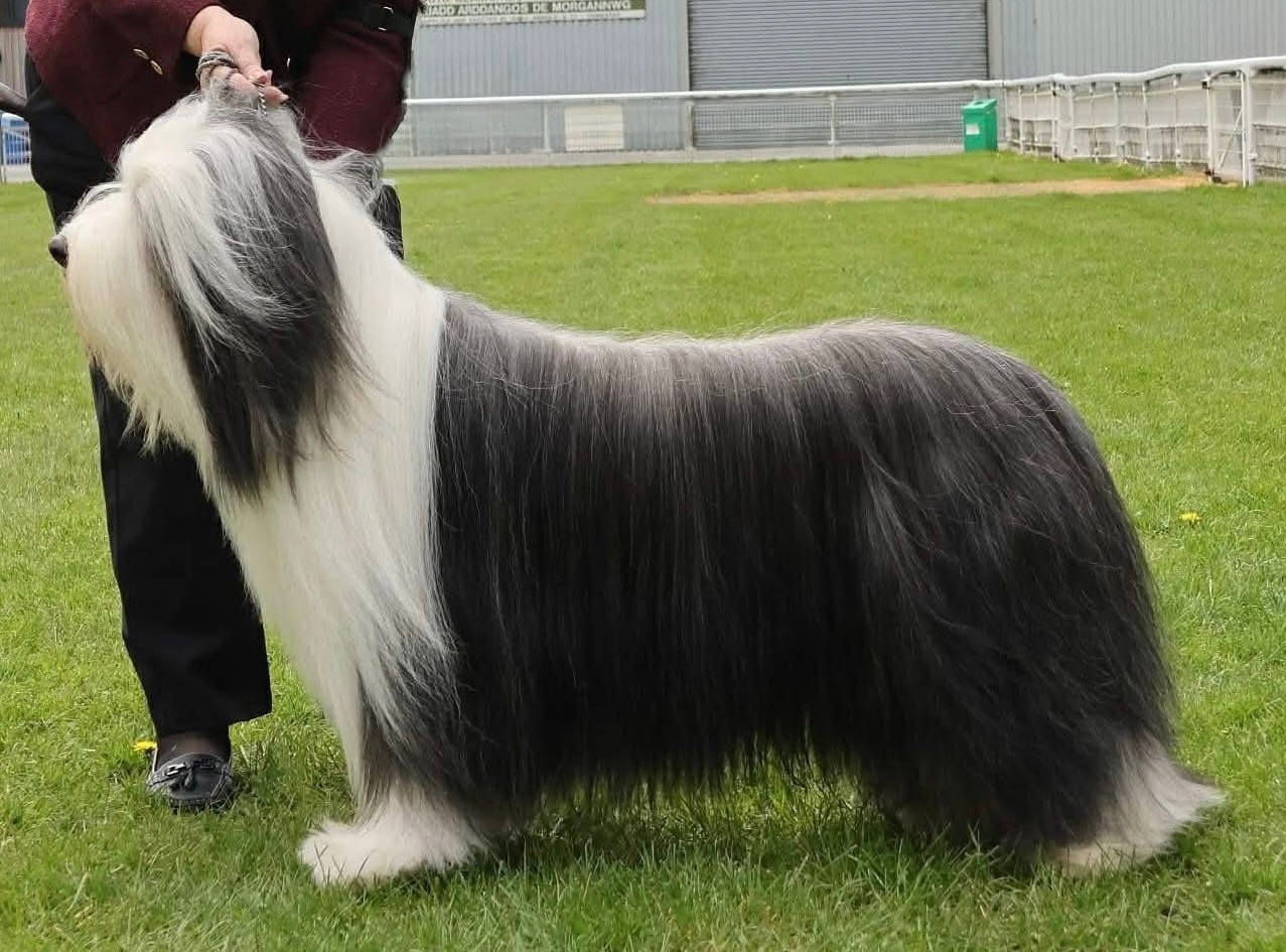 CH. Blumaci U son of the king