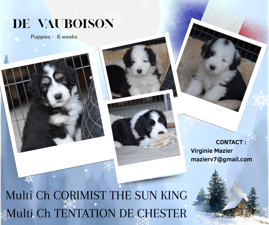 Chiots de Blue disponibles en France