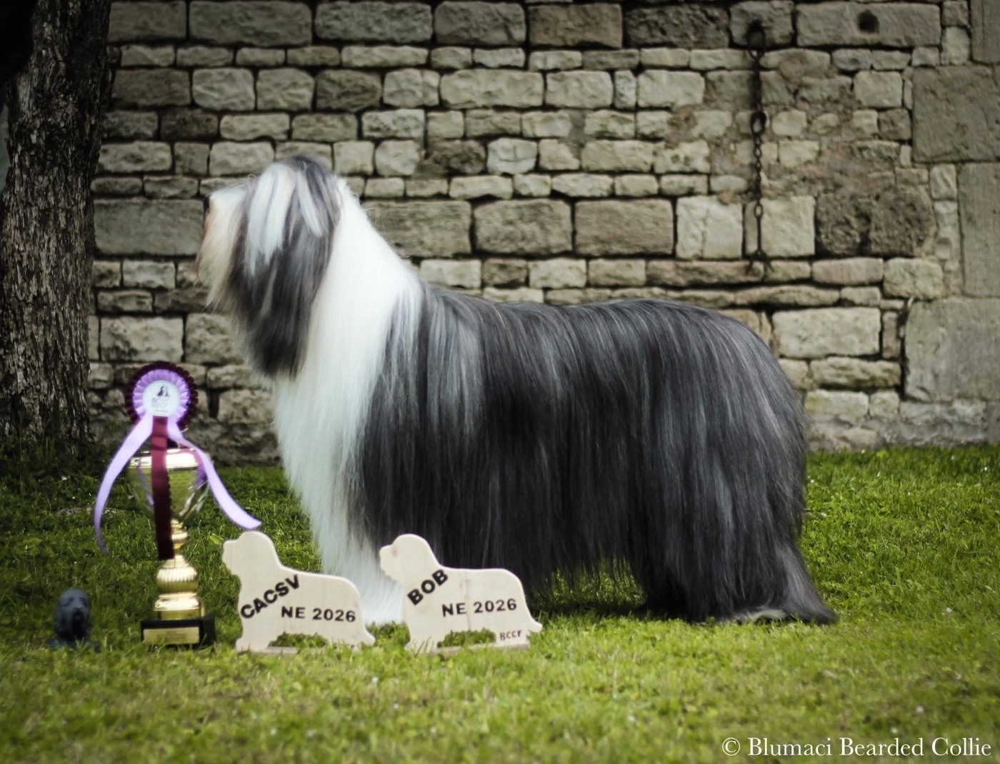 BEST IN SHOW Nationale d élevage FRANCE 2026