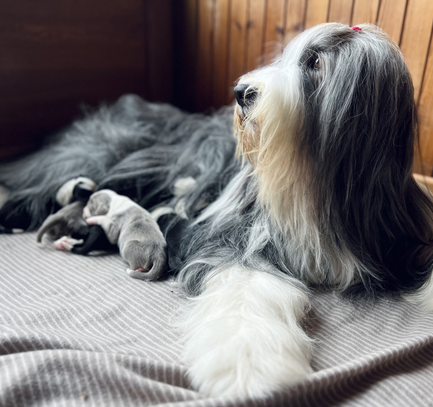 Chiot Bearded Collie Blumaci