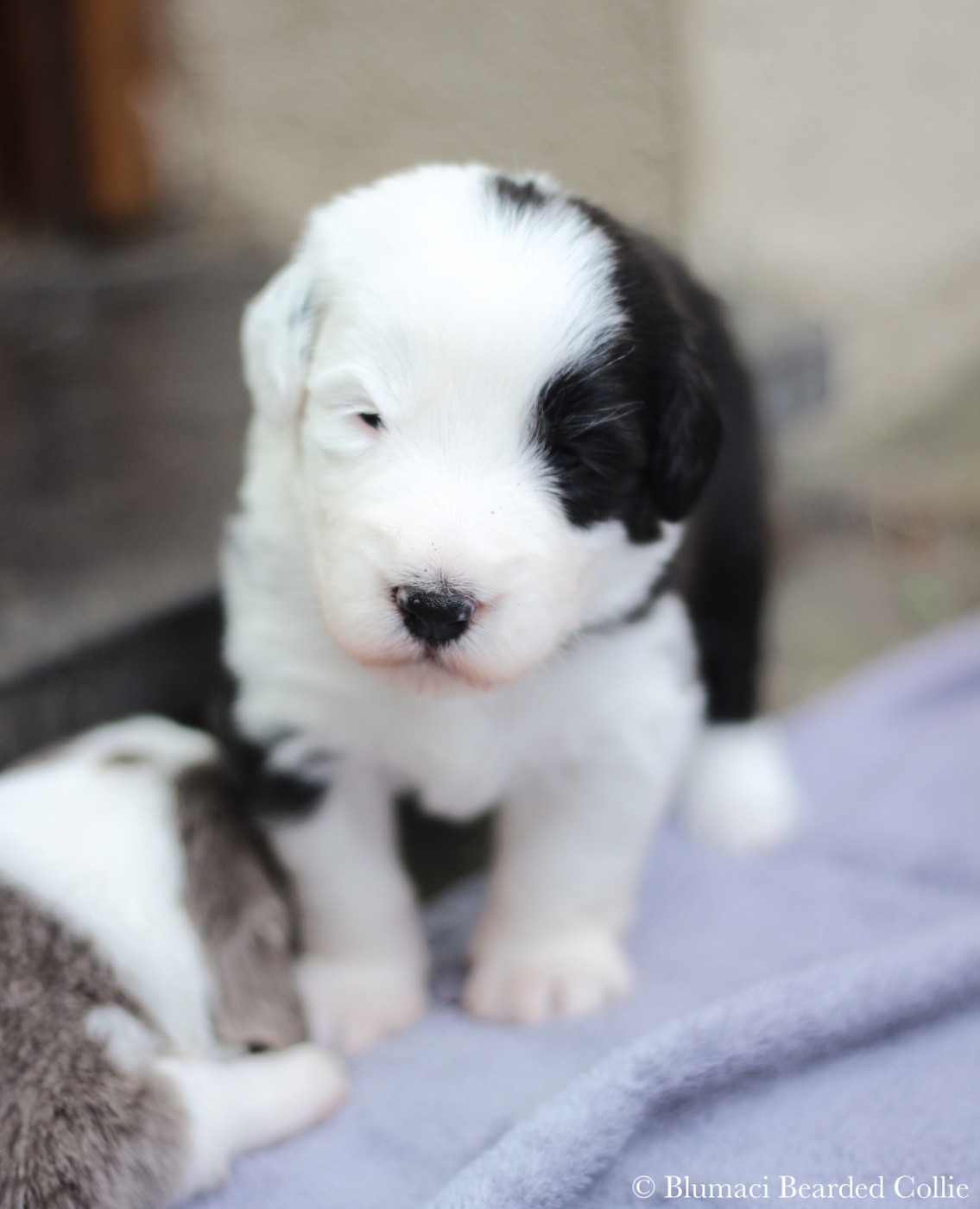Blumaci - Chiots disponibles - Bearded Collie