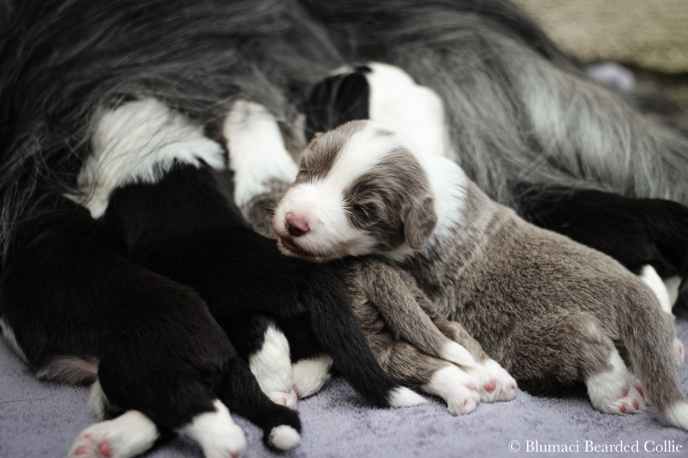 Blumaci - Chiots disponibles - Bearded Collie