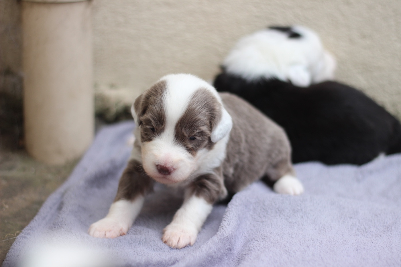 Blumaci - Chiots disponibles - Bearded Collie