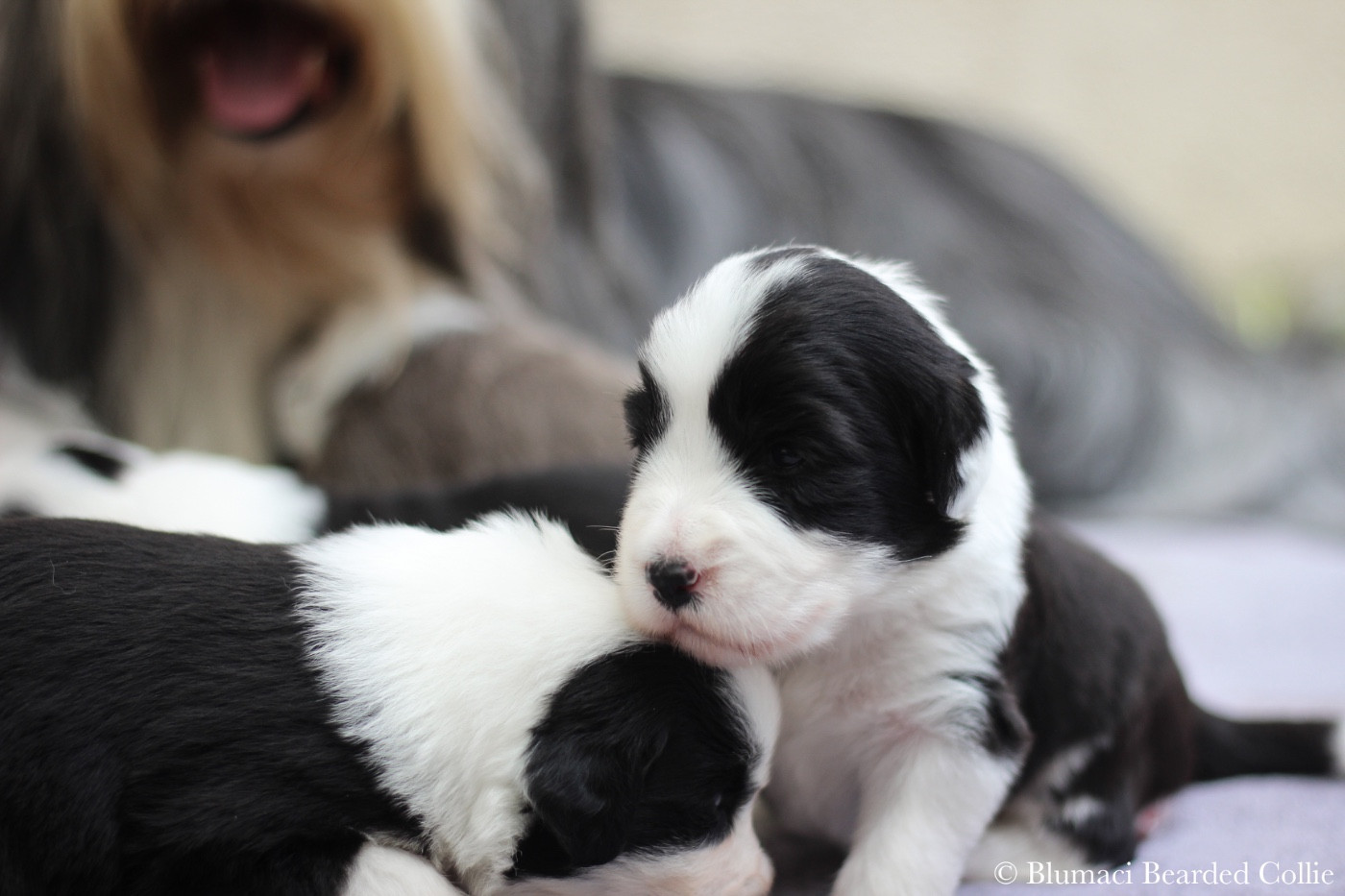 Blumaci - Chiots disponibles - Bearded Collie