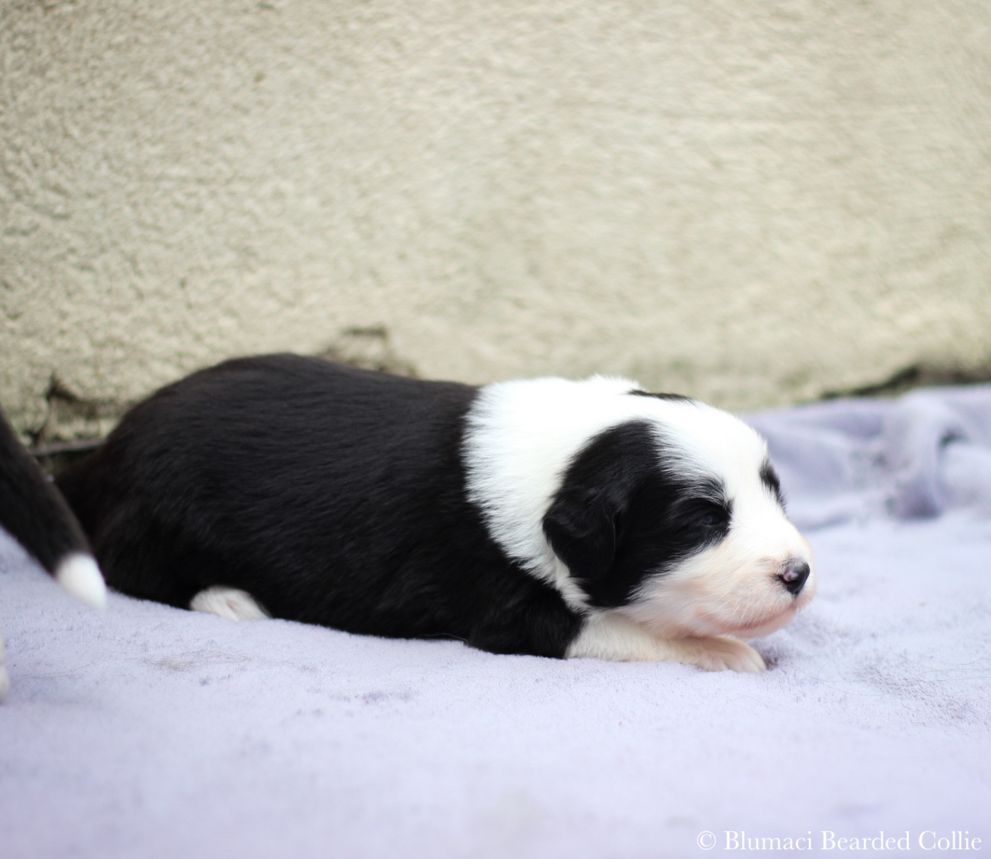 Blumaci - Chiots disponibles - Bearded Collie