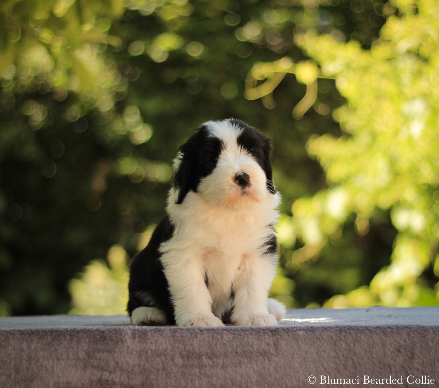 Blumaci - Chiots disponibles - Bearded Collie