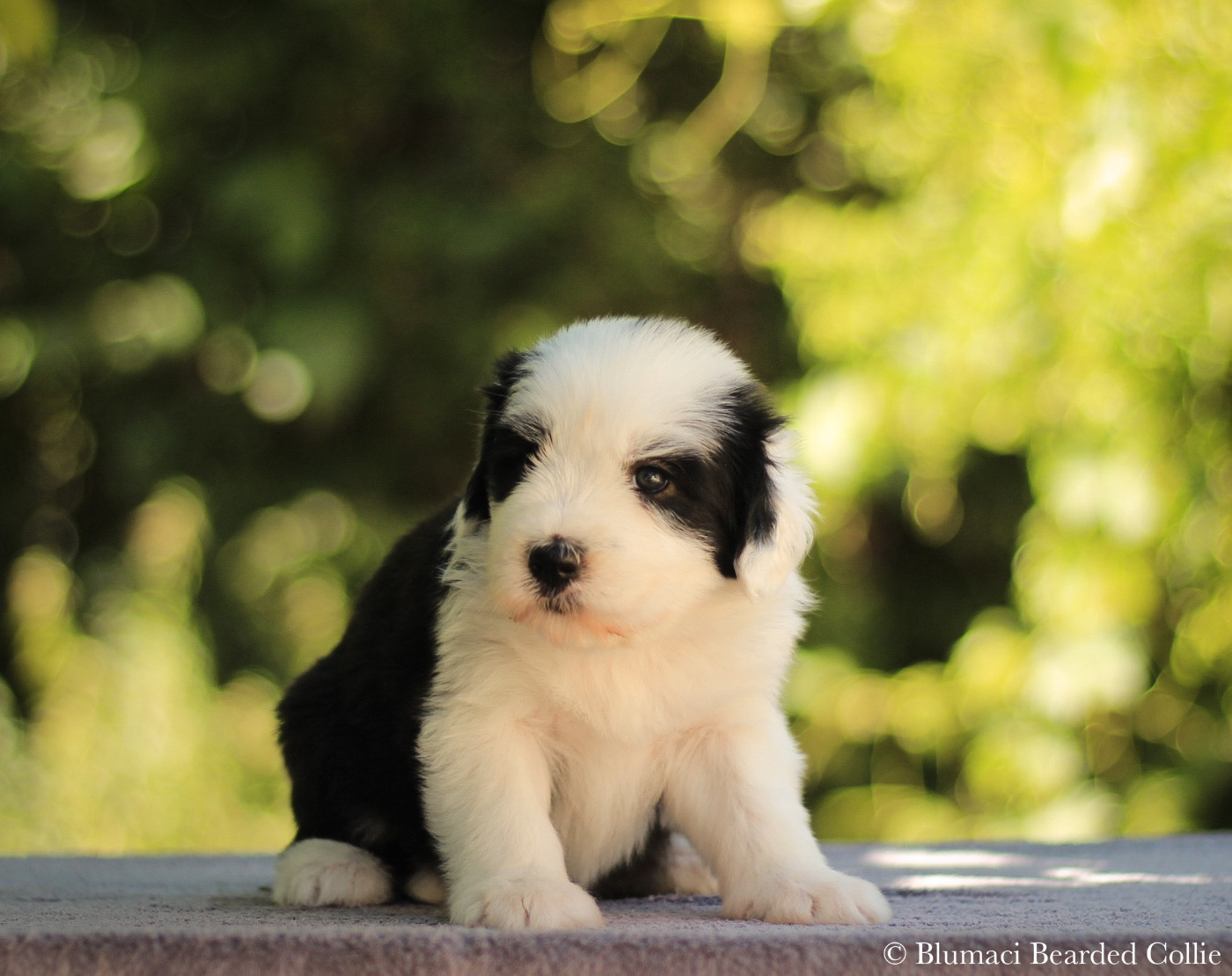 Blumaci - Chiots disponibles - Bearded Collie