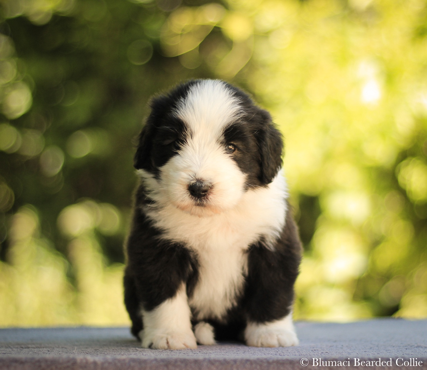 Blumaci - Chiots disponibles - Bearded Collie