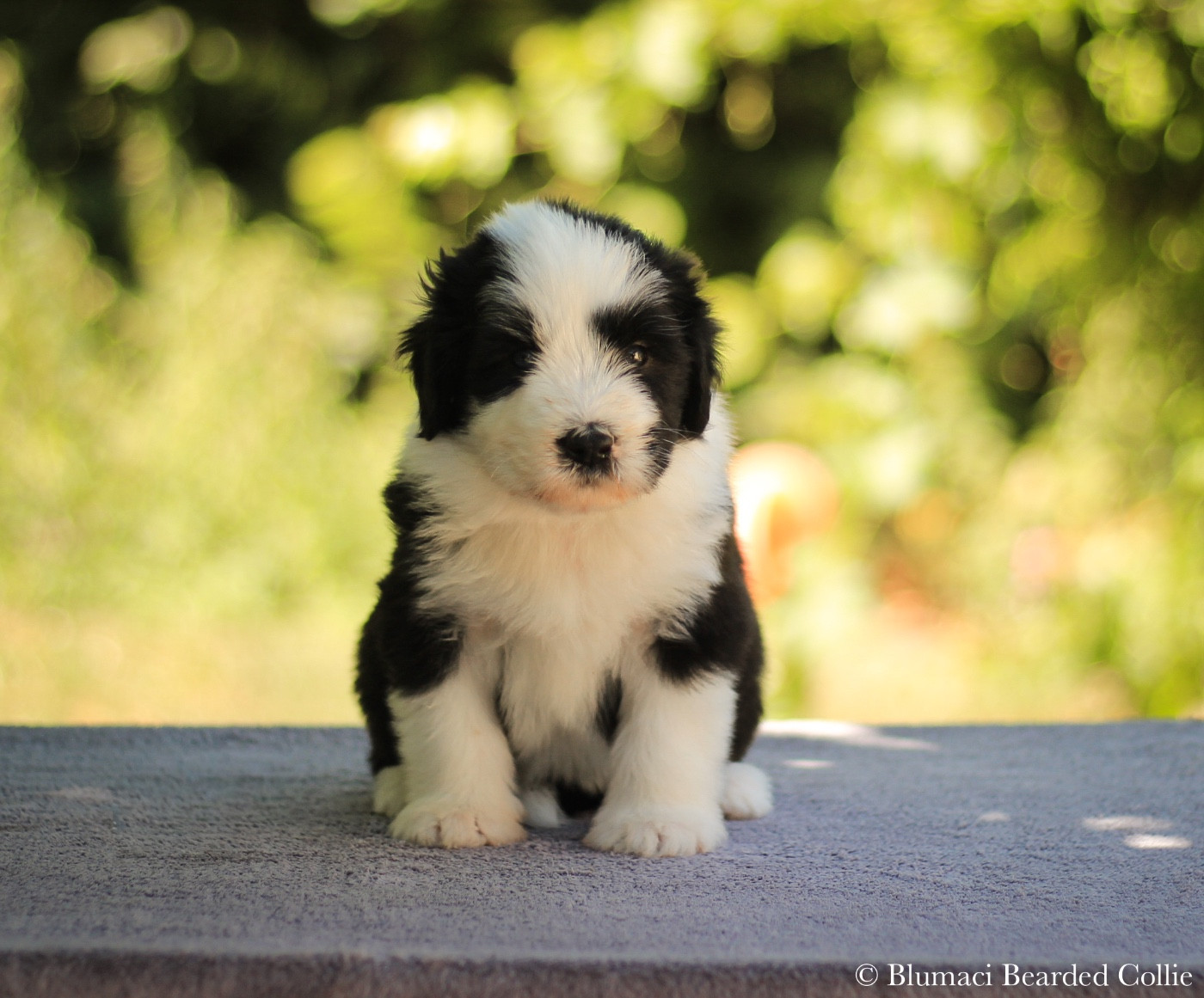 Blumaci - Chiots disponibles - Bearded Collie