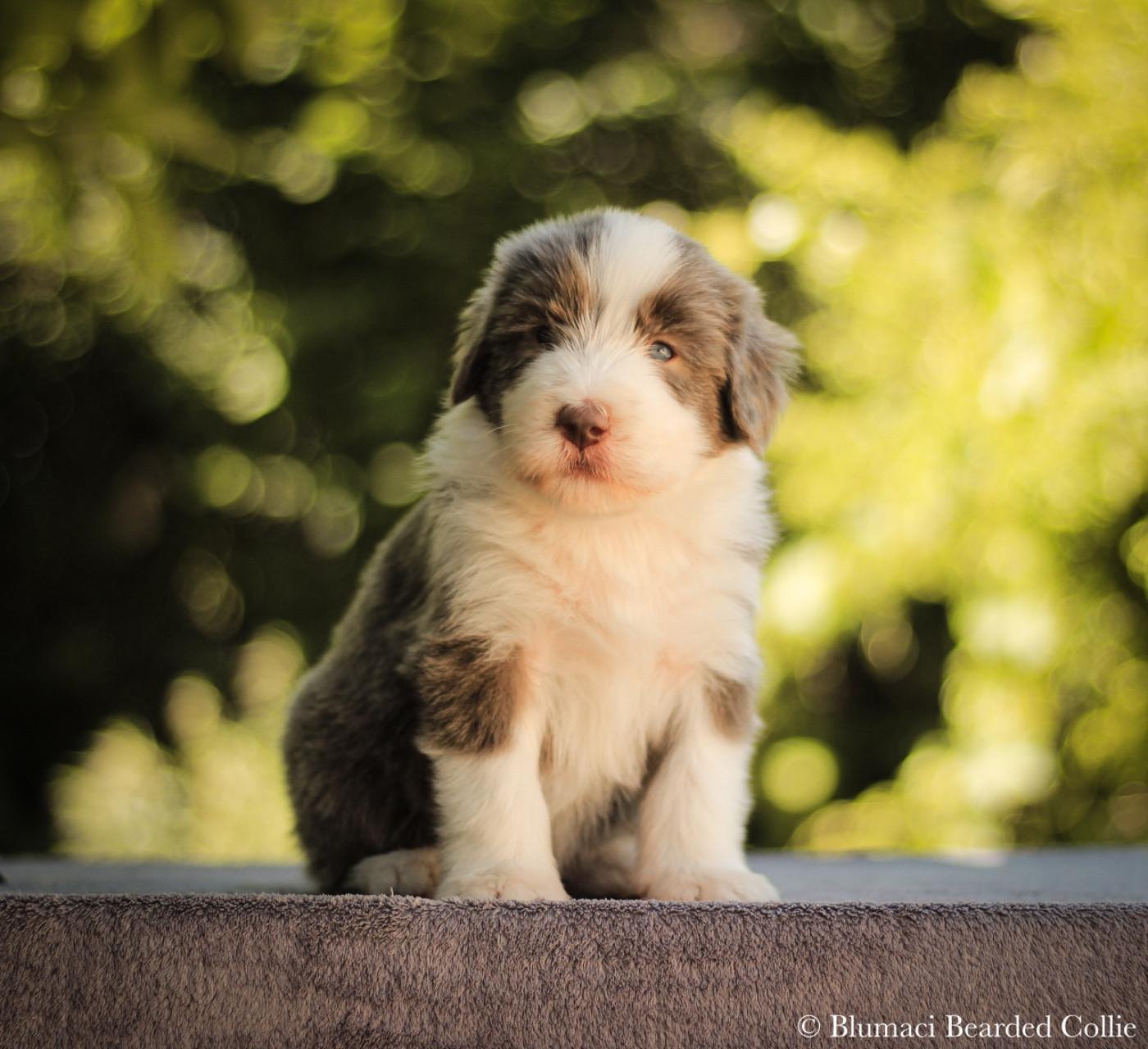 Blumaci - Chiots disponibles - Bearded Collie