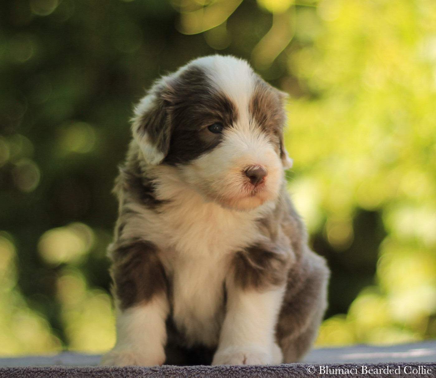 Blumaci - Chiots disponibles - Bearded Collie
