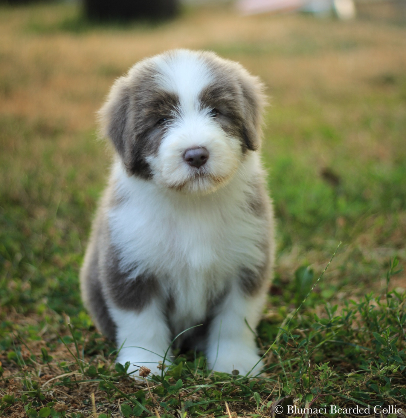 Blumaci - Chiots disponibles - Bearded Collie