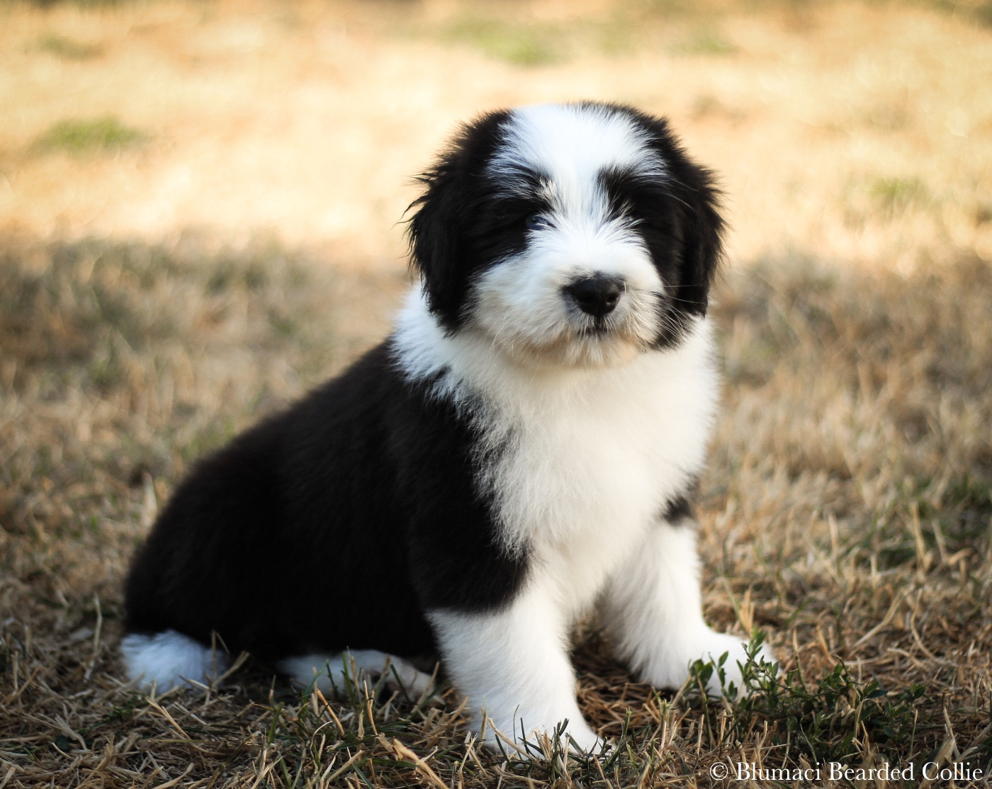 Blumaci - Chiots disponibles - Bearded Collie