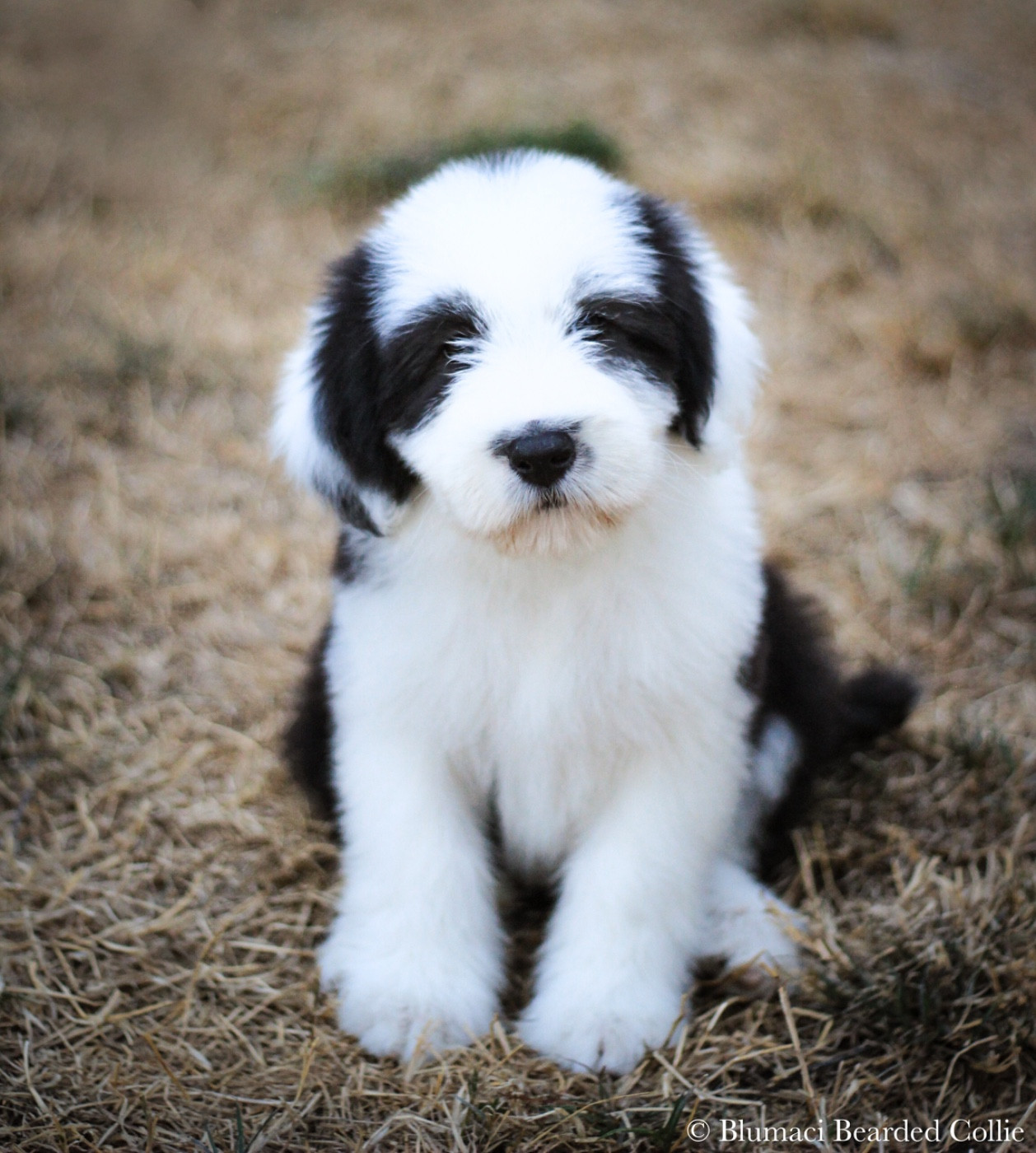 Blumaci - Chiots disponibles - Bearded Collie