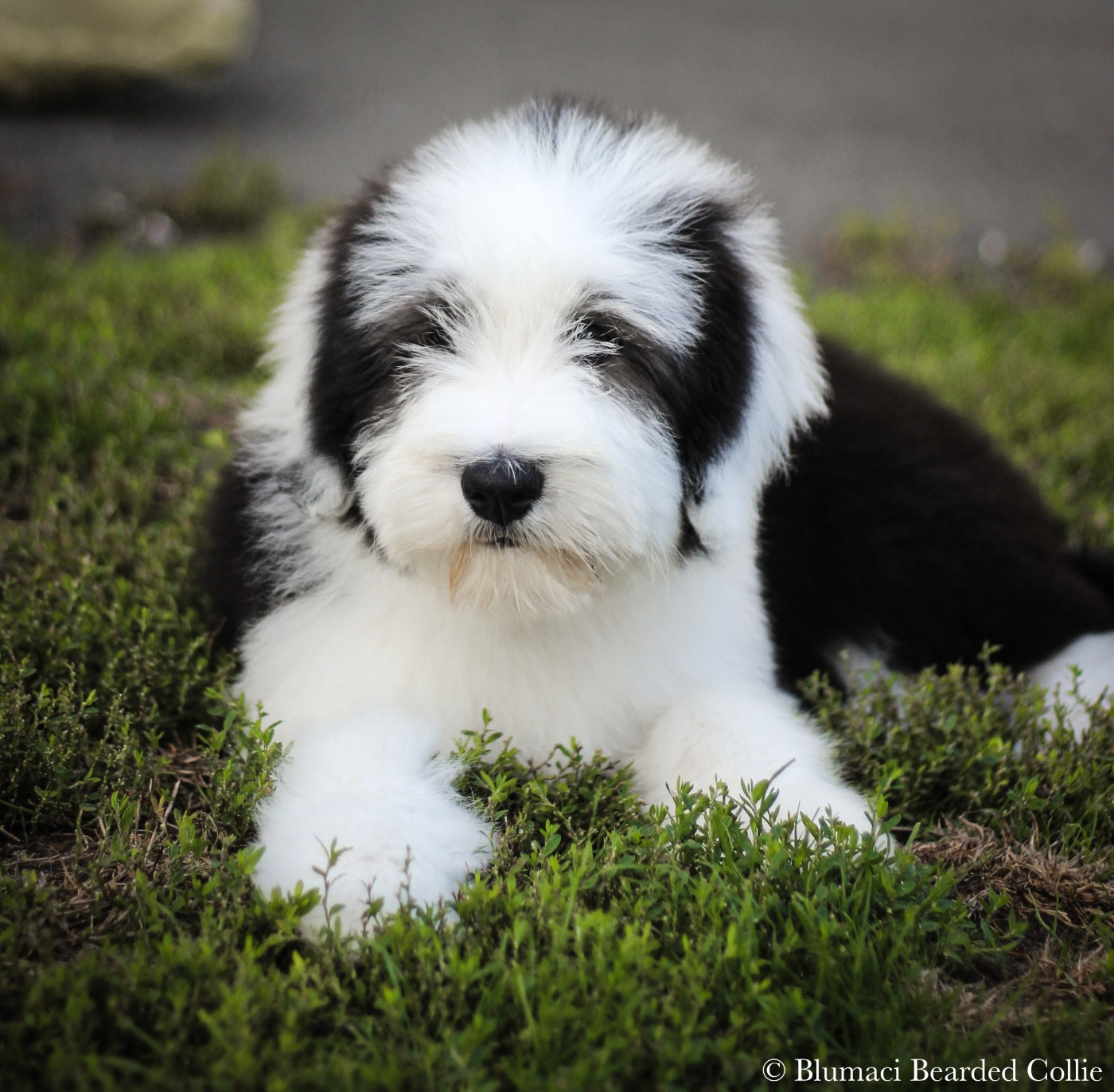 Blumaci - Chiots disponibles - Bearded Collie