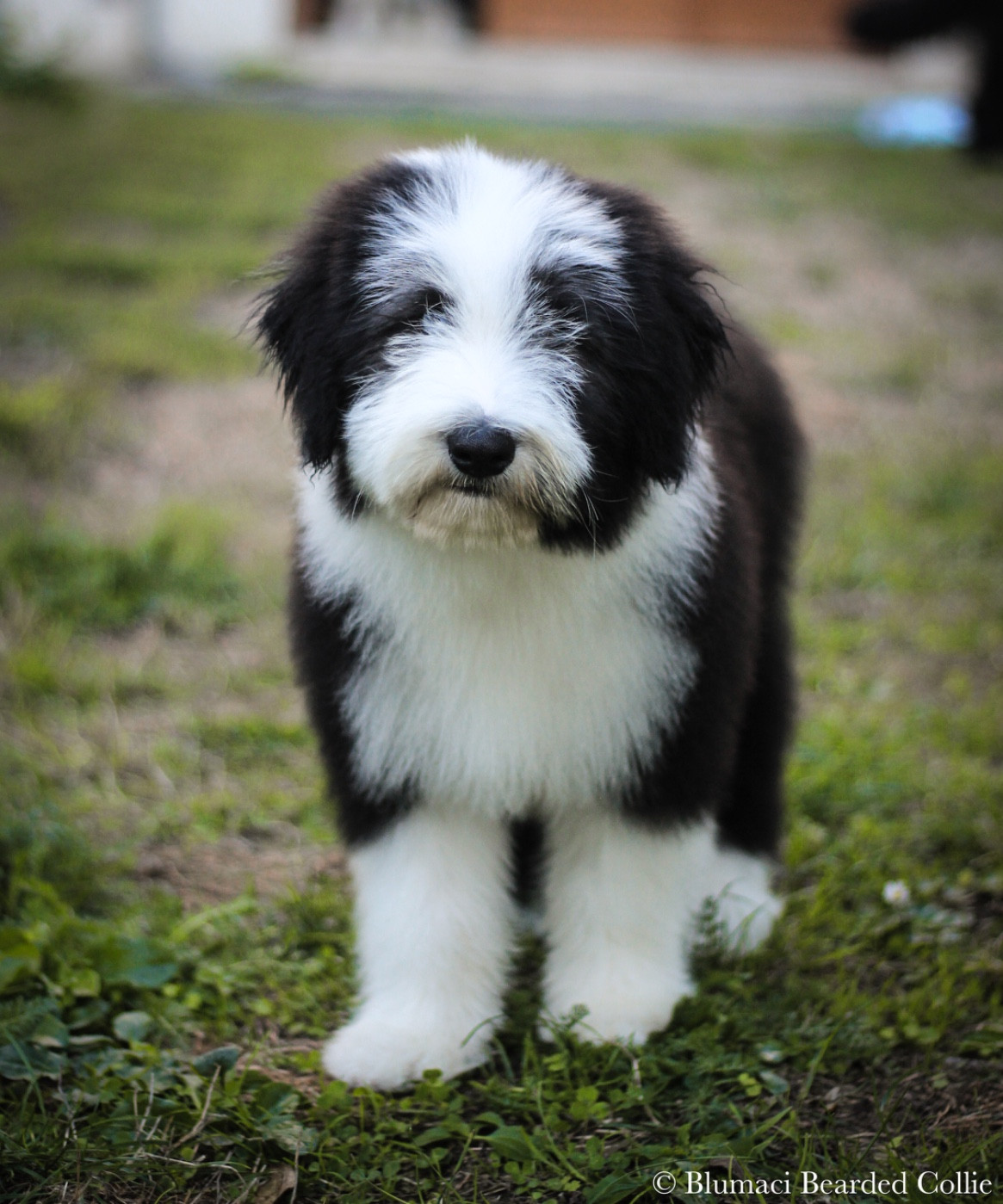Blumaci - Chiots disponibles - Bearded Collie